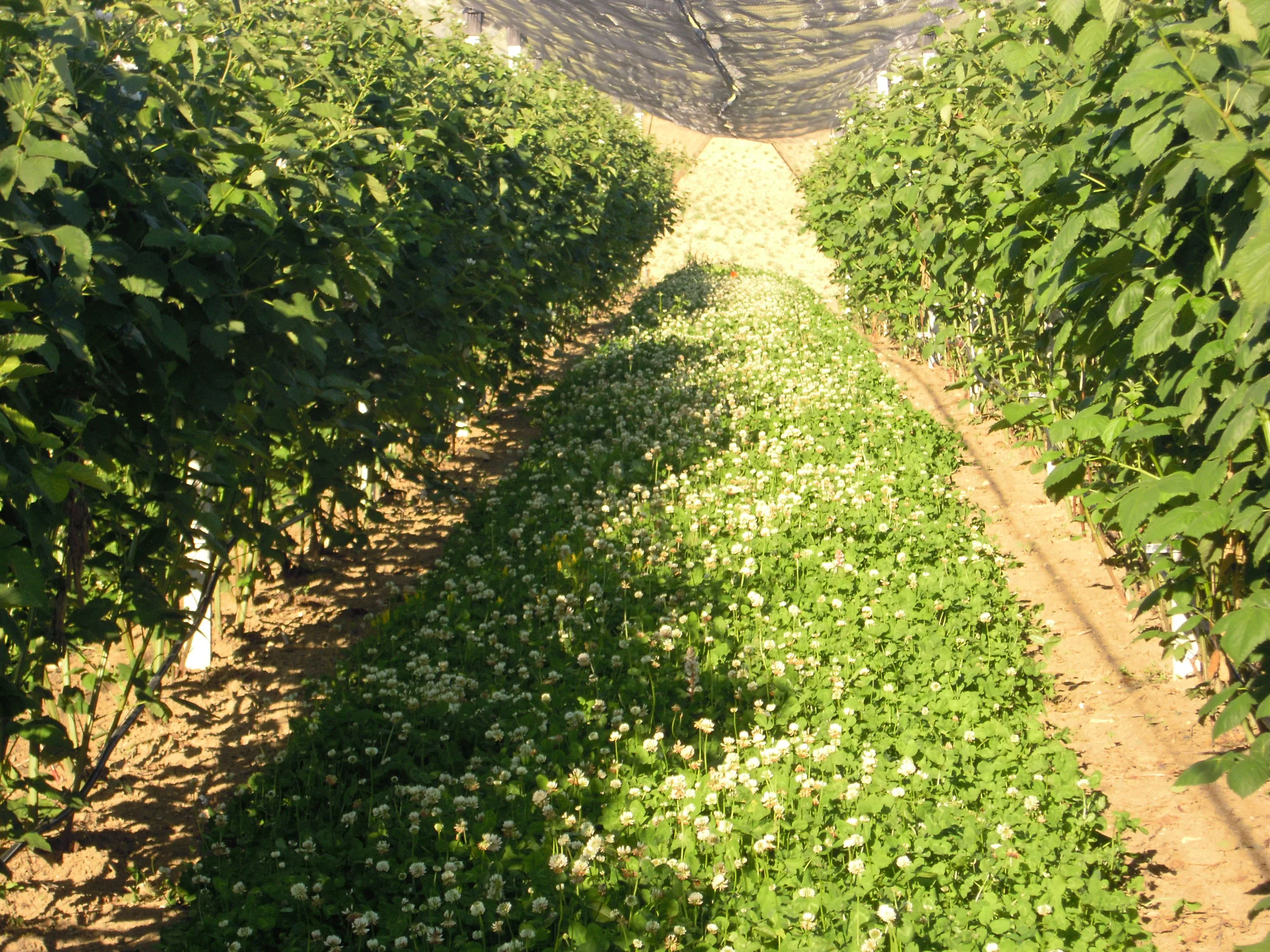 Azienda Agricola Latella